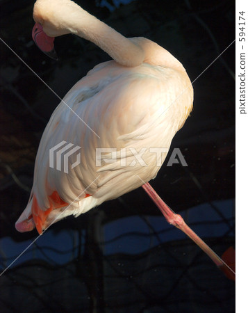 flamingo, flamingoes, flamingos 594174