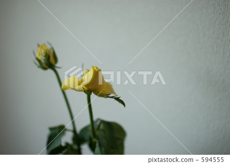 切花 玫瑰花 花朵 594555