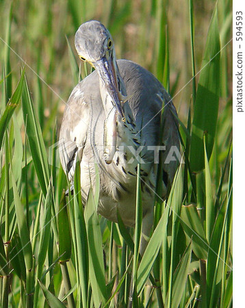 egret, heron, grass field 594593