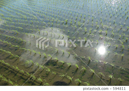 Reflection of paddy fields Reflection of paddy fields 594811