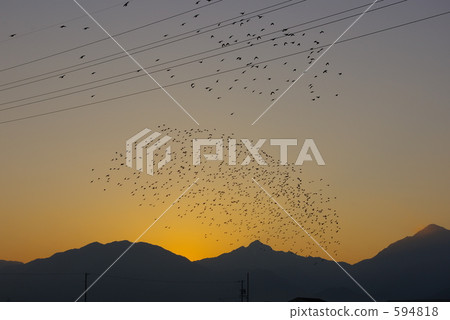 群到日落 594818