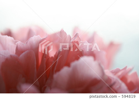 Carnation Carnation 594819