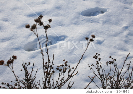 乾枯的草 白雪皚皚 雪景 594943
