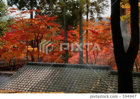 京都·Jingo-ji在秋葉 京都·Jingo-ji在秋葉 594947