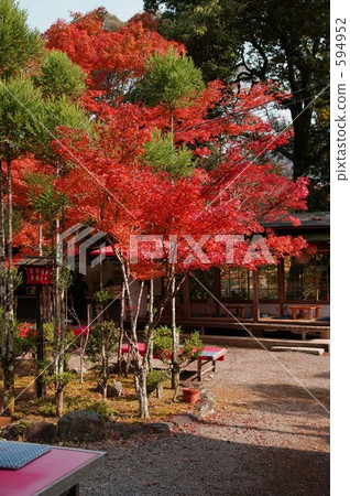 在京都的茶道·Jingoji寺廟 在京都的茶道·Jingoji寺廟 594952