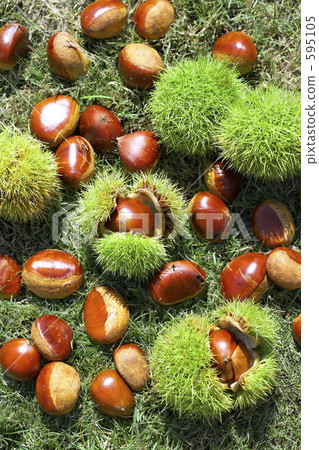 Chestnut  595105