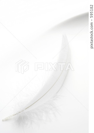 Feathers Feathers 595182