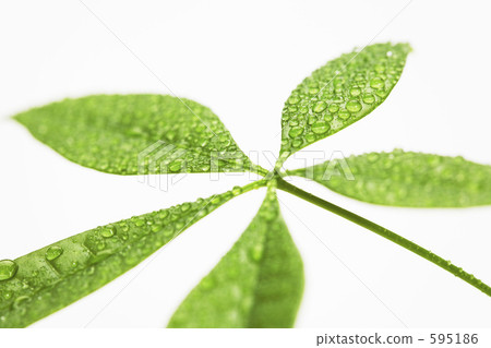 葉子植物 595186