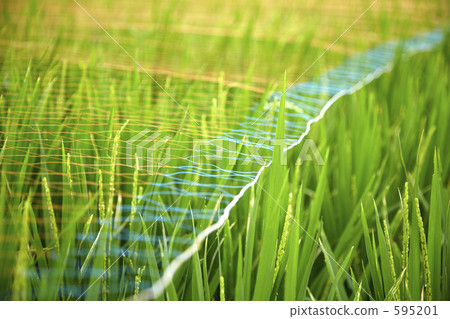 Paddy field and bird's-eye net 595201