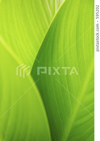 Green gradation 595202