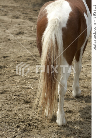 Horse tail Horse tail 595211