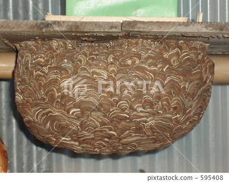 Crackling nest Crackling nest 595408