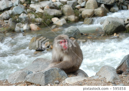 Kawahara's monkey 595858