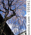Cherry blossoms of Kyoto Shimizu 595941