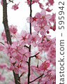 Cherry Blossoms	 595942