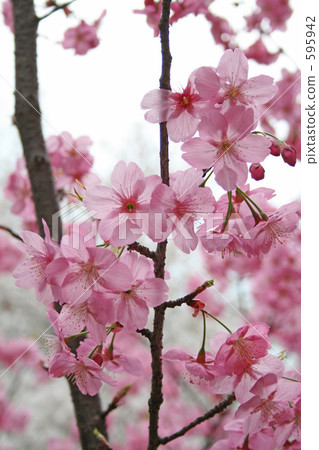 Cherry Blossoms Cherry Blossoms 595942