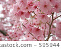 Cherry Blossoms	 595944