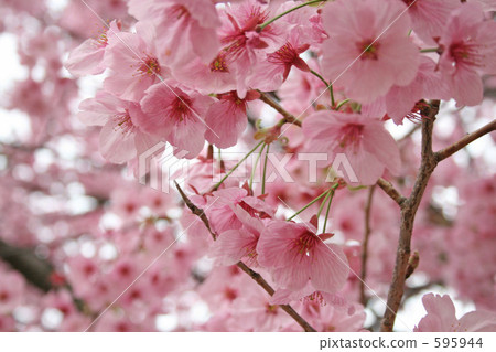 Cherry Blossoms Cherry Blossoms 595944
