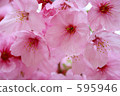 Cherry Blossoms	 595946