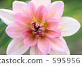 Dahlia 595956