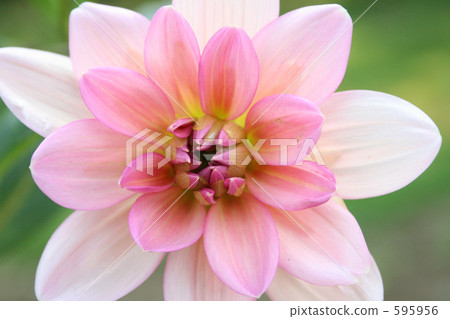 Dahlia Dahlia 595956