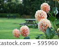 Dahlia 595960