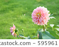 Dahlia 595961