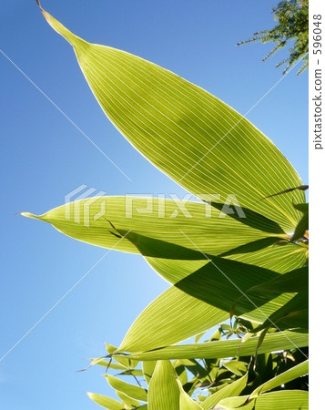 Bamboo leaves (back side) Bamboo leaves (back side) 596048