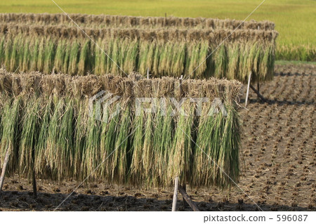 進餐 米飯 水稻 596087