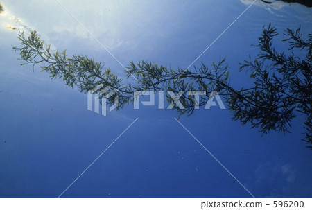 Hayama海藻和藍天流程 Hayama海藻和藍天流程 596200