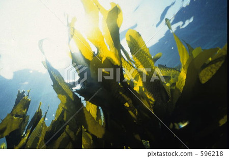 Hayama海岸的Kajima森林 596218