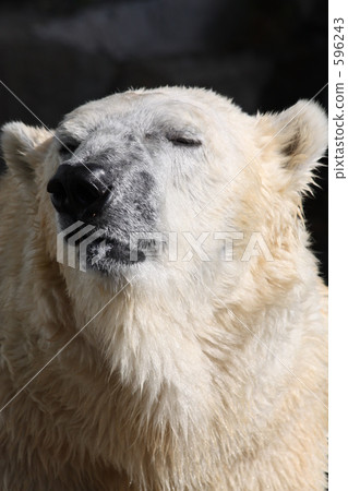 Ueno Zoo's white bear Ueno Zoo's white bear 596243