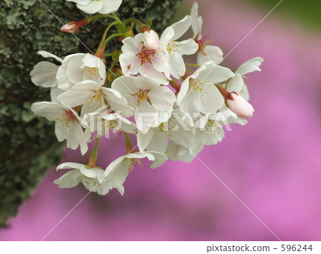 Cherry Blossoms Cherry Blossoms 596244