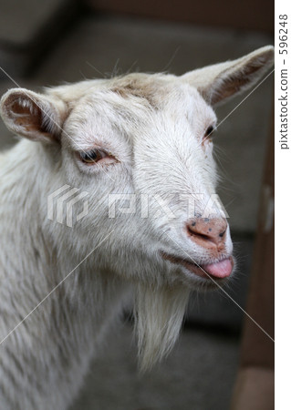 Inoko Zoo Goat 596248