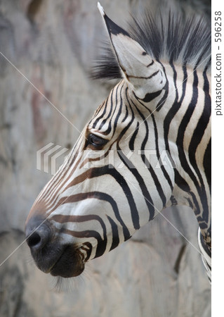 在上野動物園的斑馬 596258