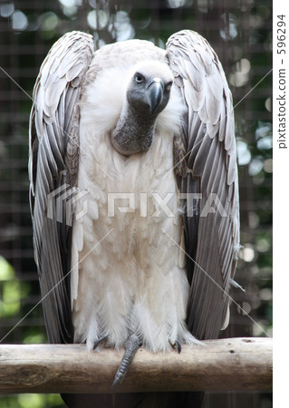Scared Vulture Scared Vulture 596294
