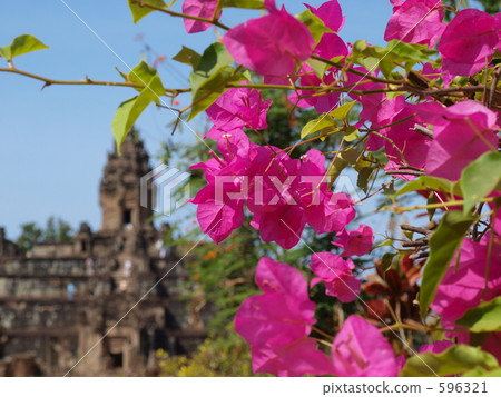 九重葛綻放了巴肯遺體 九重葛綻放了巴肯遺體 596321