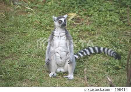 金剛狼狐猴 金剛狼狐猴 596414