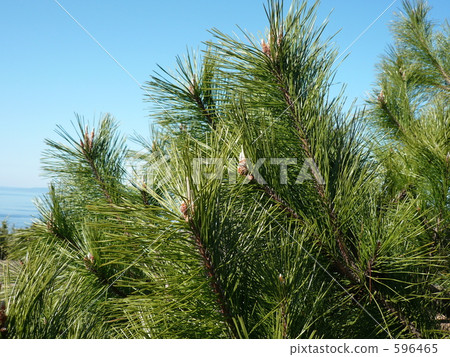 pine needles, pine, pinetree 596465