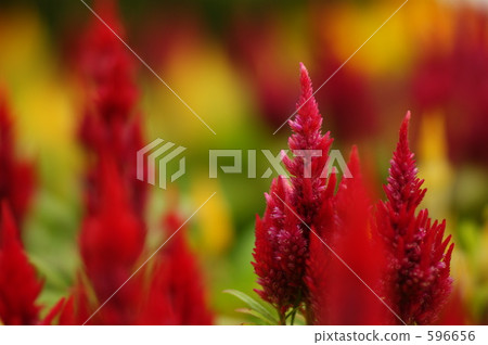 celosia, bloom, blossom 596656