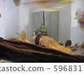 tropical fish, aquarium, suckermouth catfish 596831