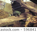 tropical fish, aquarium, suckermouth catfish 596841