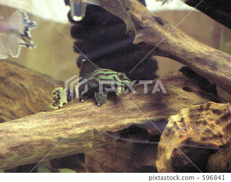 tropical fish, aquarium, suckermouth catfish 596841