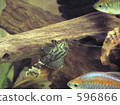 aquarium, suckermouth catfish, common pleco 596866