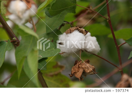 Cotton Wool, raw cotton, flower bed 597374