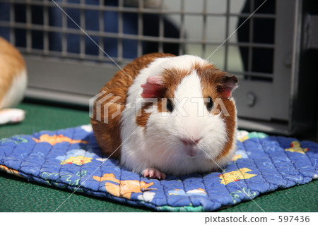 guinea pig, guinea-pig, guineapig 597436