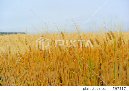 beard papa', heads of the wheat, wheat field 597517