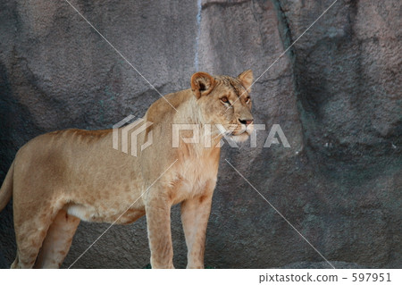 盯著獅子（女） 597951