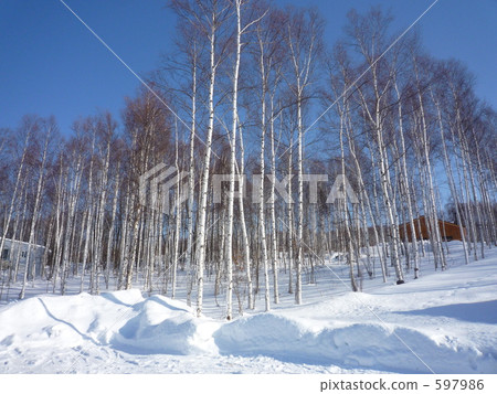 mountain forest, mountains and forest, trees 597986