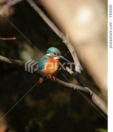 在京都的Renka-ji寺 在京都的Renka-ji寺 598000